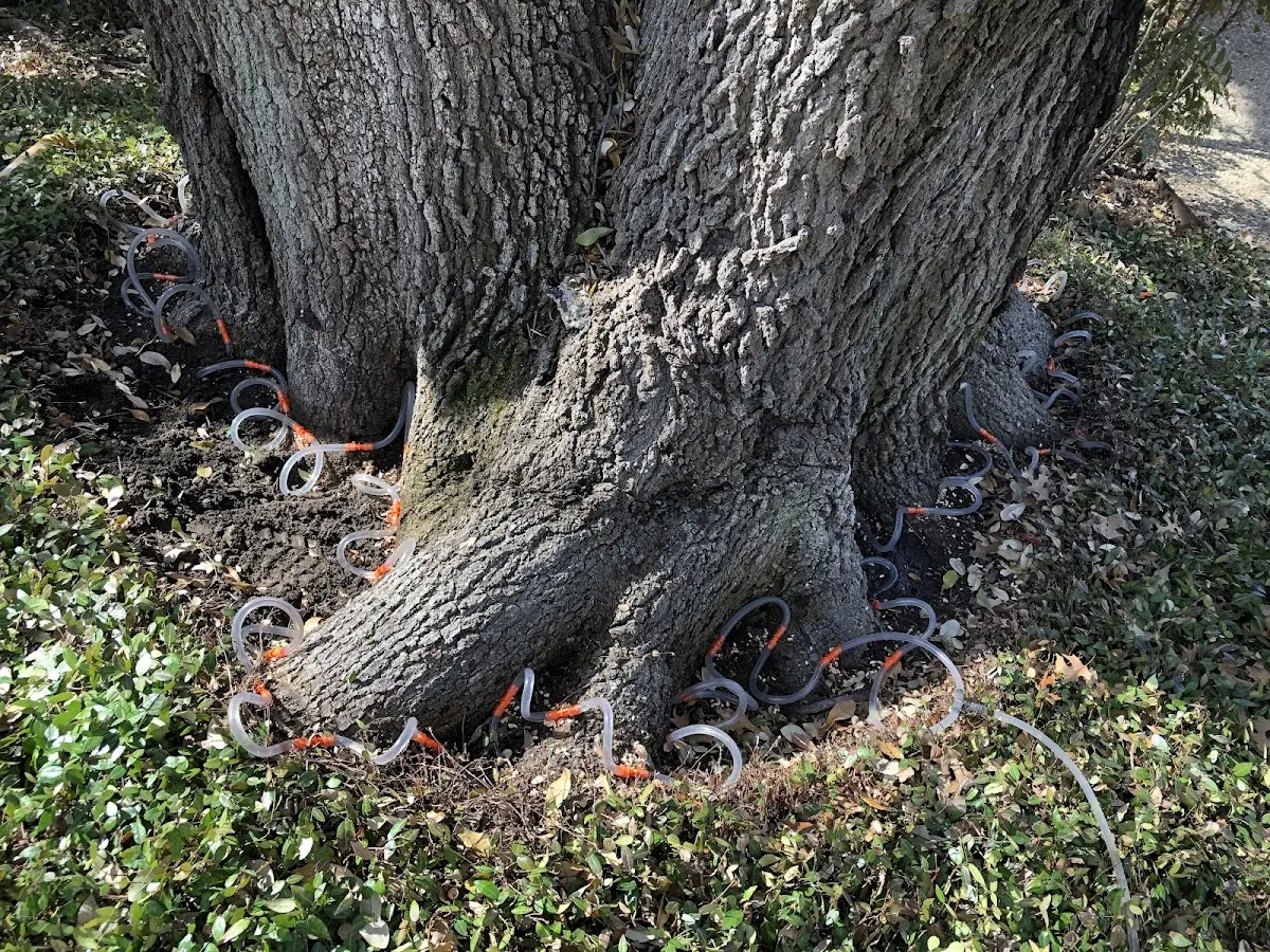 Detailed Tree Cabling and Bracing job site in Blytheville