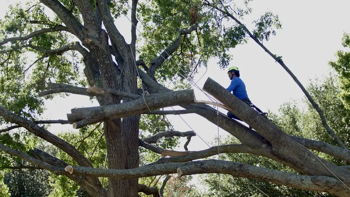 Professional Hazardous Tree Removal performed by certified arborists in Blytheville